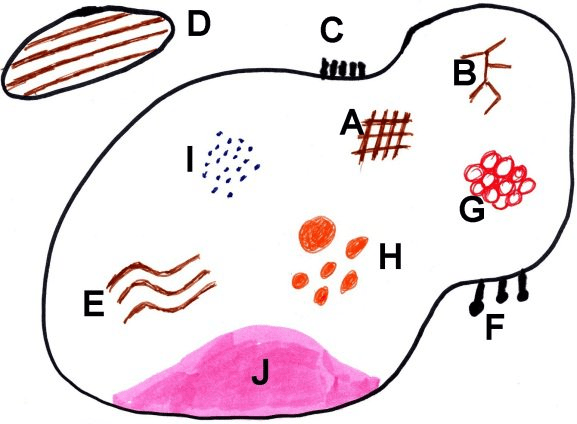 Schemat wszystkich podstawowych struktur występujących w zmodyfikowanej analizie wzorca- Harald Kittler.